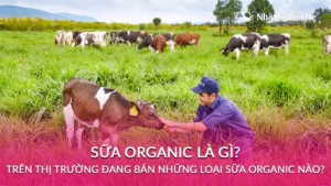 sữa organic